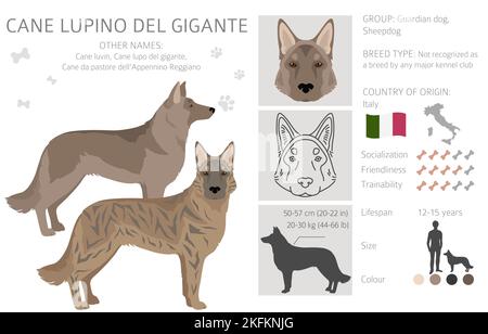 Cane Lupino del Gigante clipart. Different poses, coat colors set.  Vector illustration Stock Vector