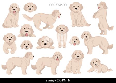 Cockapoo mix breed clipart. Different poses, coat colors set. Vector ...