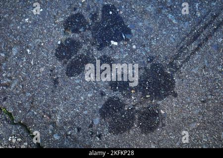 Wet footprints of a dog on a pedestrian walkway. The dog had walked on wet grass Stock Photo