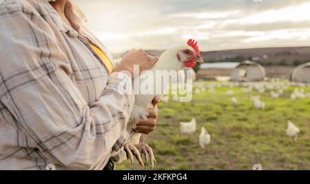 Chicken, farm and woman hands holding a bird on a sustainability, eco friendly and agriculture field. Feather animal care for eggs and food of a Stock Photo