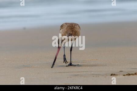 A marbled godwit standing on sandy ground Stock Photo