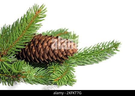 Spruce branch and spruce cones against white background Stock Photo