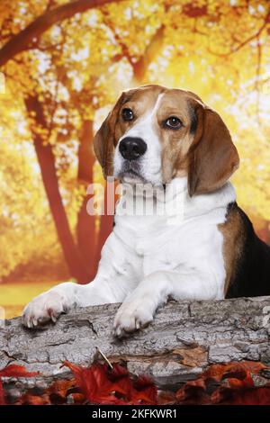 Beagle in autumn Stock Photo