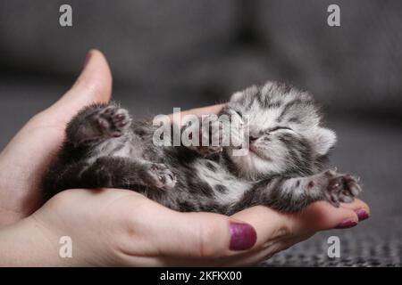 7 days old kitten Stock Photo
