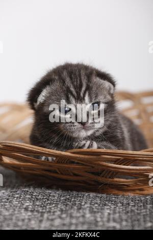 2 weeks old british shorthair kitten Stock Photo