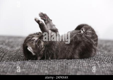 2 weeks old british shorthair kitten Stock Photo