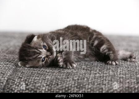 2 weeks old british shorthair kitten Stock Photo