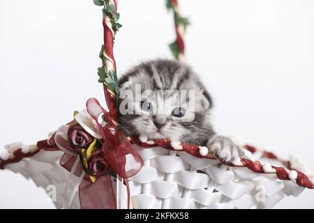 2 weeks old british shorthair kitten Stock Photo