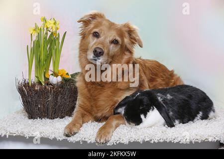 dog and rabbit Stock Photo