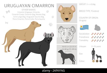 Uruguayan Cimarron clipart. All coat colors set.  All dog breeds characteristics infographic. Vector illustration Stock Vector