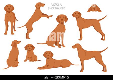 Vizsla shorthaired clipart. Different poses, coat colors set.  Vector illustration Stock Vector