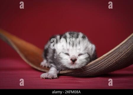 newborn british shorthair kitten Stock Photo