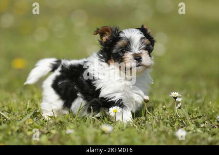 Biewer Yorkshire Terrier on meadow Stock Photo