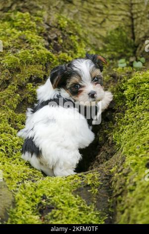 Biewer Yorkshire Terrier on tree Stock Photo