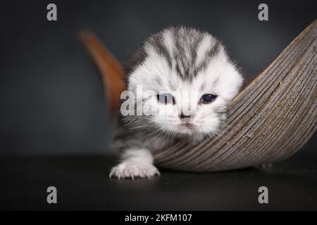 British Shorthait Kitten Stock Photo