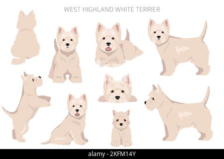 West Highland White Terrier clipart. Different poses, coat colors set.  Vector illustration Stock Vector