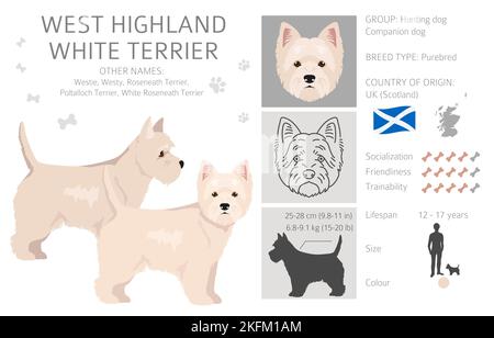 West Highland White Terrier clipart. Different poses, coat colors set.  Vector illustration Stock Vector