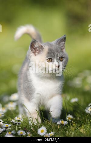 British Shorthair Kitten in the countryside Stock Photo