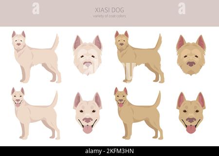 Xiasi dog clipart. All coat colors set.  All dog breeds characteristics infographic. Vector illustration Stock Vector