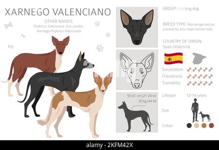 what color are podenco valenciano dogs