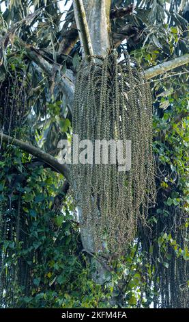 Caryota urens, Jaggery palm flower ready to get the starch and a juice Stock Photo