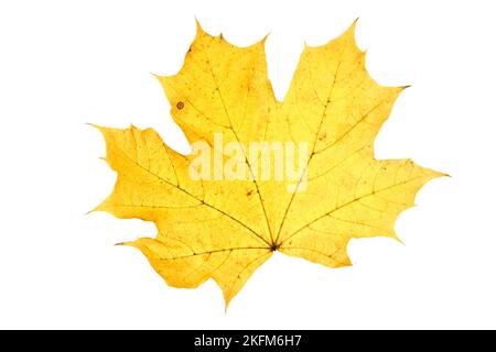 leaf on wihite Stock Photo