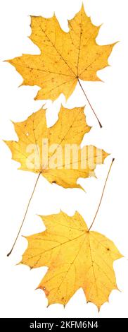 leaf on wihite Stock Photo