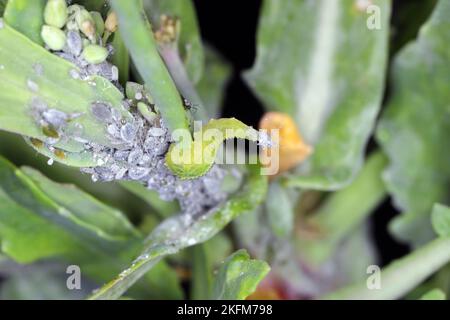 The larva of a fly from the family Syrphidae, Hoverfly with a hunted aphid. A colony of aphids on a plant and their natural enemy. Stock Photo