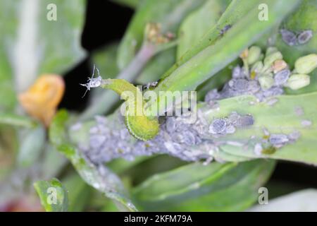 The larva of a fly from the family Syrphidae, Hoverfly with a hunted ...