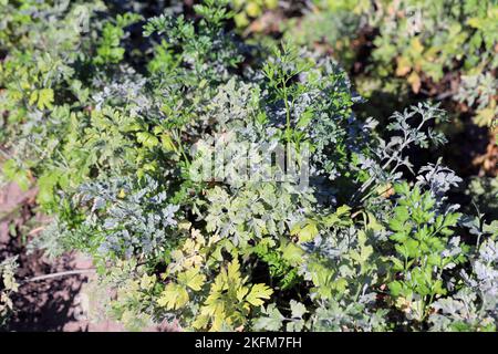 Powdery mildew on the parsley leaf. This is a dangerous plant disease that causes yield losses. Stock Photo