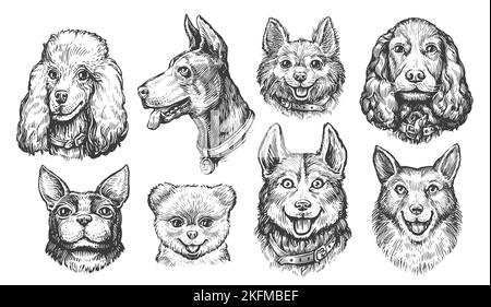 Dog breed portraits isolated on white background Stock Photo - Alamy