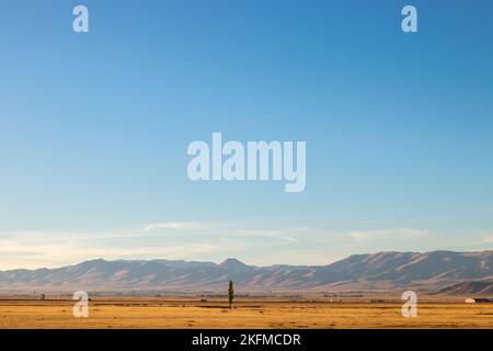 Single tree in rural plain. Background mountain range. Autumn landscape. Wallpaper with text area. Erzurum plain, Turkey. Stock Photo
