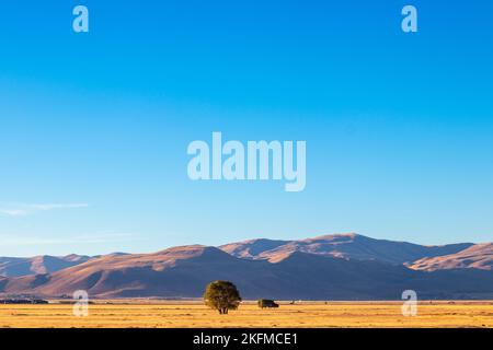 Single tree in rural plain. Background mountain range. Autumn landscape. Wallpaper with text area. Erzurum plain, Turkey. Stock Photo
