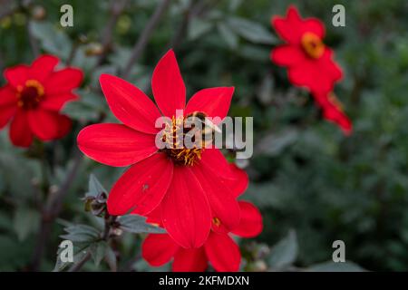 buff tailed bumble bee collecting pollen from bright red dahlia Stock Photo