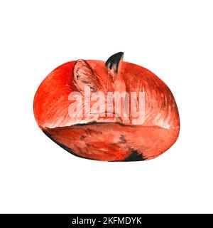 sly red fox on isolated white background, hand drawn. Perfect for card design, invitation, scrapbooking, fabric printing Stock Photo