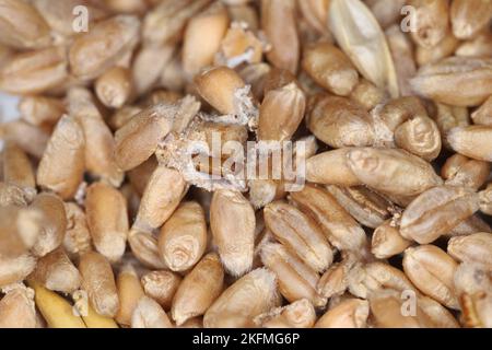 Tineidae moth pupa on damaged wheat grain. European grain moth, Nemapogon granella. Stock Photo