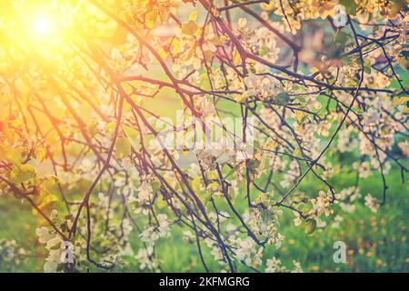 view on twigs of blossoming apple tree and translucent sun instagram stile Stock Photo