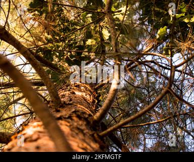 Summer in the woods. View from below a pine tree. Pine branches and needles. Stock Photo