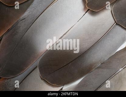 Beautiful, brown, dark, grey feathers closeup. feathers isolated. Stock Photo