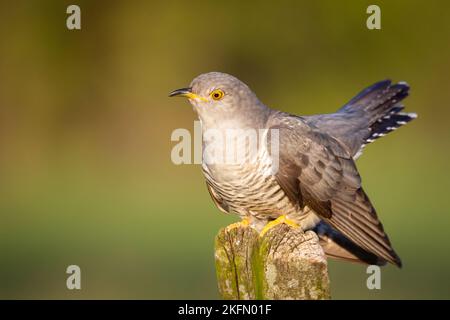 Cuckoo, Cuculus canorus, single bird - male on green background Stock Photo