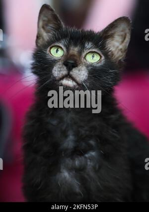 The International Cat Show Organized By The Cat Lovers' Club Felis ...