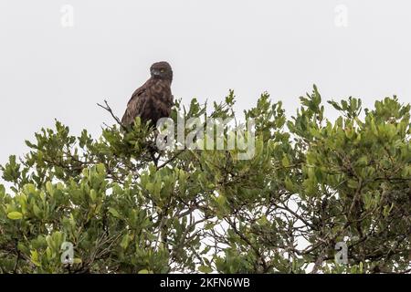 Brown Snake Eagle (Circaetus cinereus) perched in a tree in Kruger National Park, South Africa Stock Photo