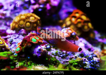 Tail-spot bleeny fish - Ecsenius stigmatura Stock Photo