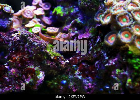 Tail-spot bleeny fish - Ecsenius stigmatura Stock Photo