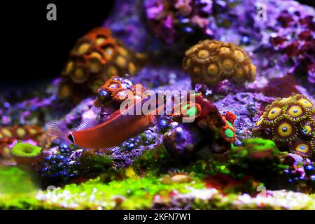 Tail-spot bleeny fish - Ecsenius stigmatura Stock Photo