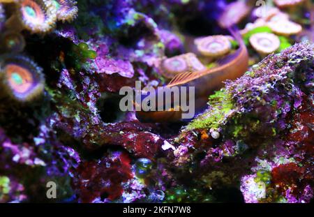 Tail-spot bleeny fish - Ecsenius stigmatura Stock Photo