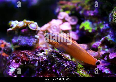 Tail-spot bleeny fish - Ecsenius stigmatura Stock Photo