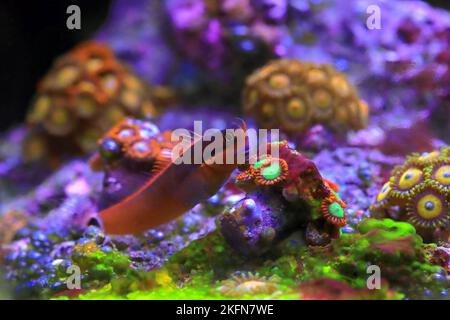 Tail-spot bleeny fish - Ecsenius stigmatura Stock Photo