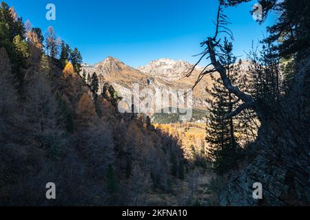 Dramatic landscape image of a dead trunk of a tree hanging over a hiking trail in a dark valley with larch trees Stock Photo