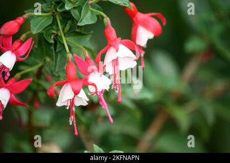 Alice Hoffman (Fuchsia 'Alice Hoffman') plant with red and white flowers : (pix SShukla) Stock Photo